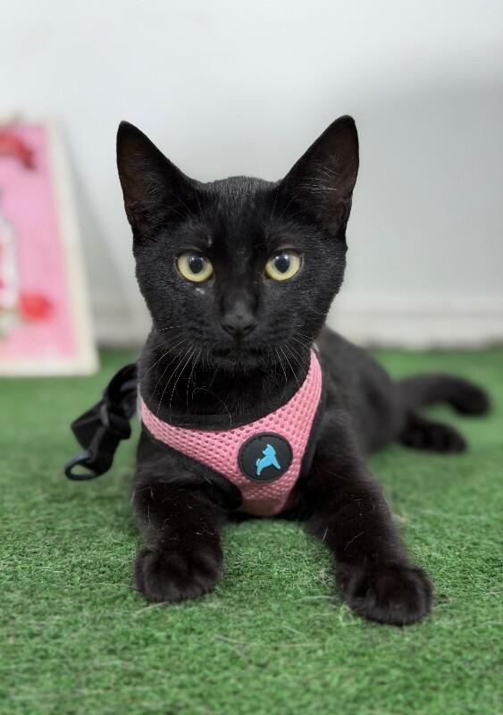 Nutella-One of our Amazing Rescue Cats, Adoptable, Young Male Bombay & Burmese.