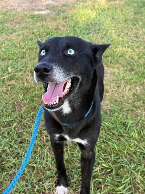 PACO, Adoptable, Young Male Husky.
