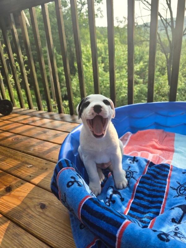 Mayhem, Adopted, Puppy Male American Bulldog.