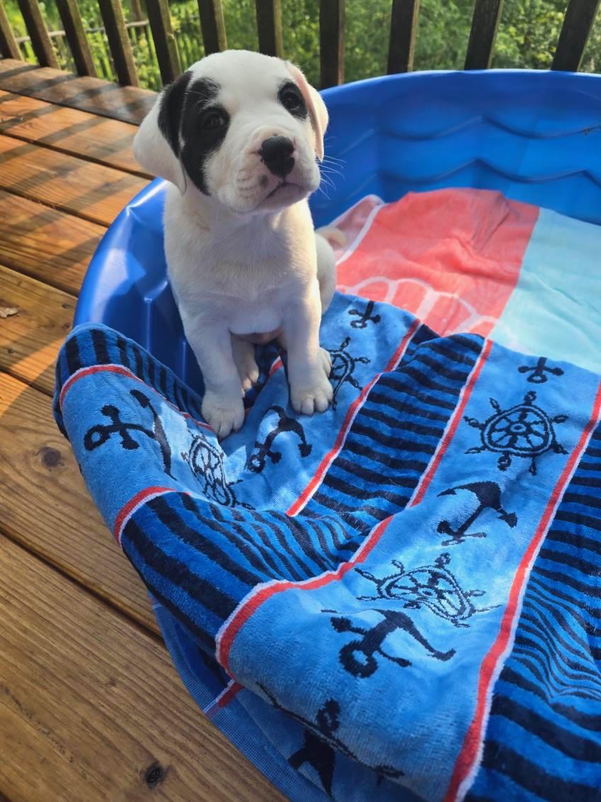 Mayhem, a Adopted American Bulldog in Jeffersonville, NY image 3/4