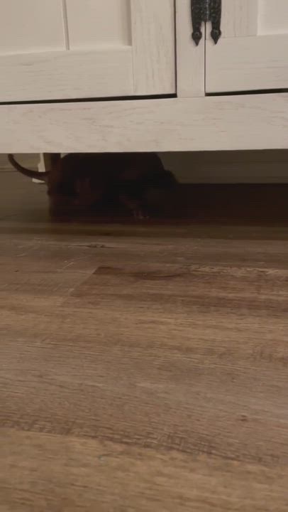 Enlarge Bo, a Adopted mixed breed in Denison, TX video 1/5