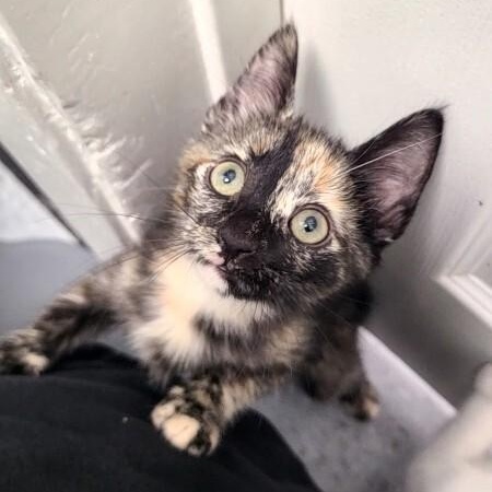 Espeon Pokemon — thumbnail 2