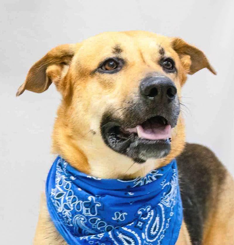 Buddy, ADOPTABLE, Adult Male German Shepherd Dog.