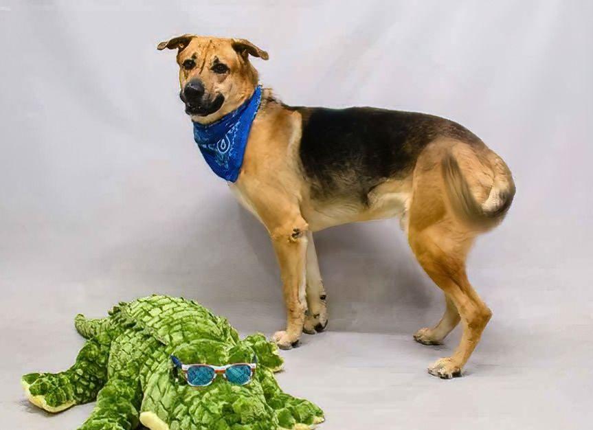 Enlarge Buddy, a ADOPTABLE mixed breed in Sanford, FL image 2/2