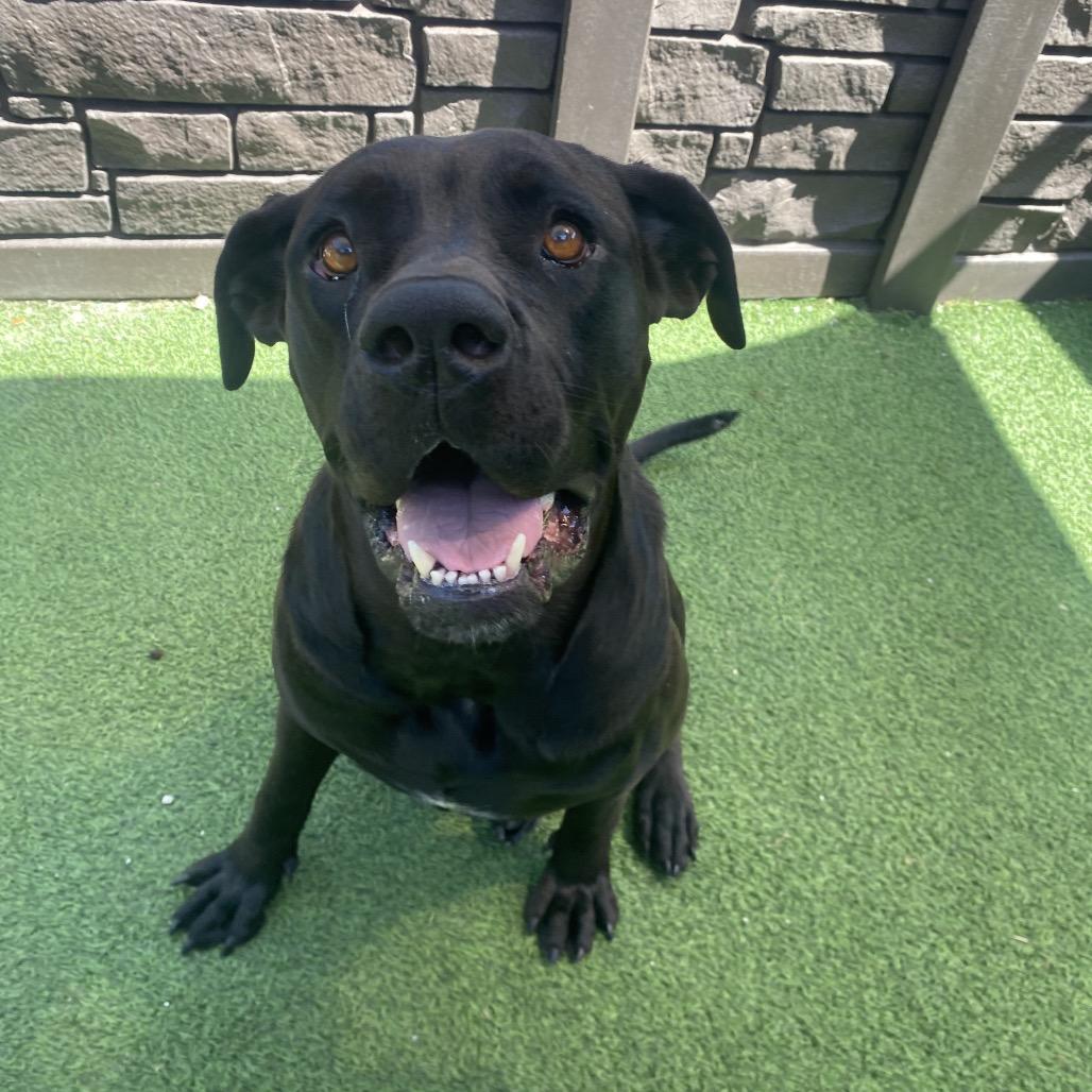 Cleopatra 0314, Adoptable, Adult Female Cane Corso.