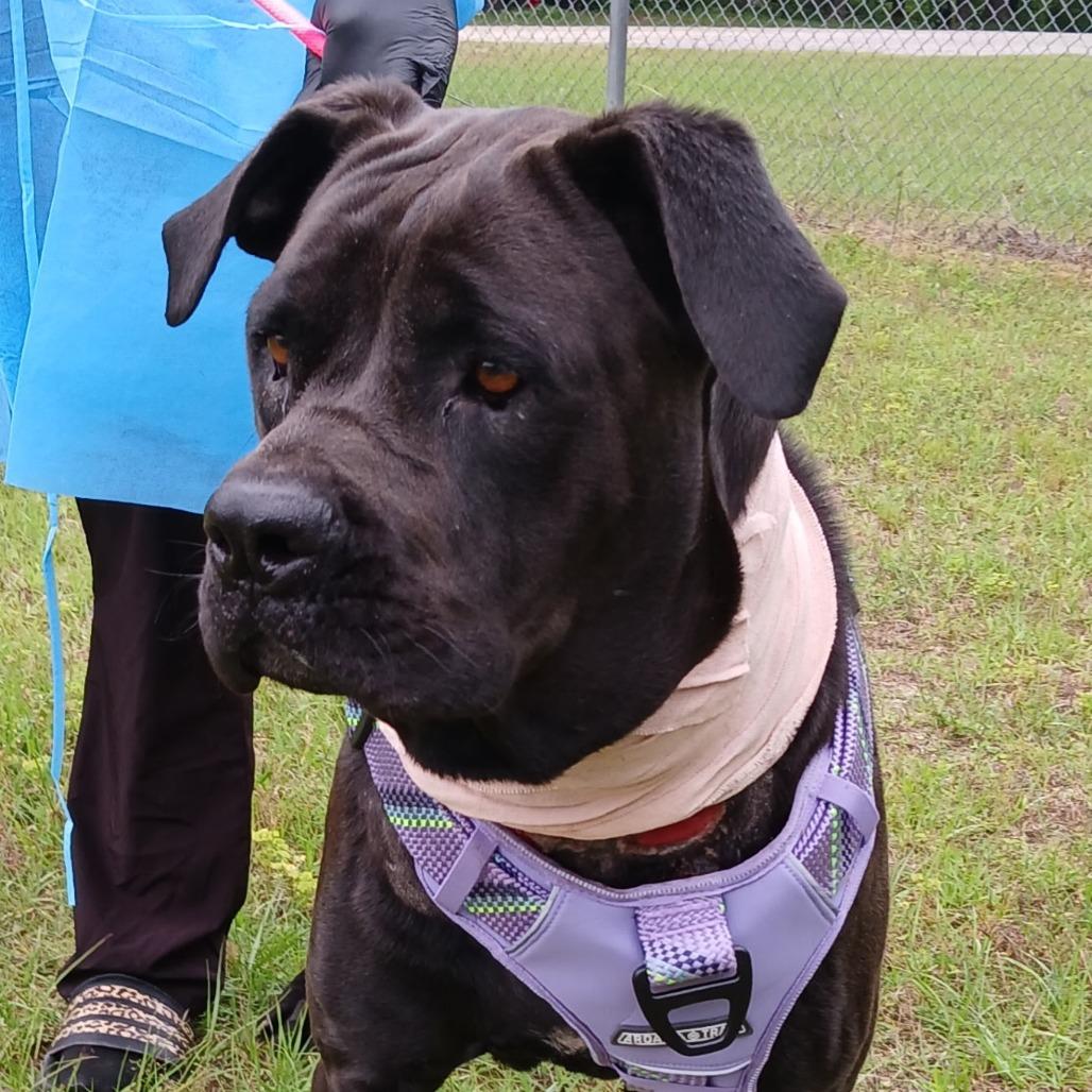 Enlarge Cleopatra 0314, a Adoptable Cane Corso in LOXAHATCHEE, FL image 3/4