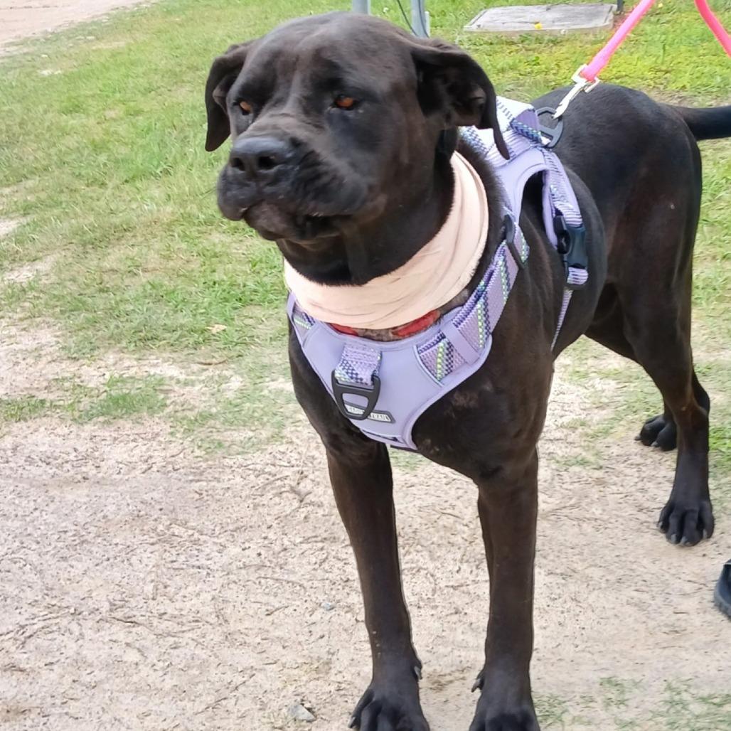 Enlarge Cleopatra 0314, a Adoptable Cane Corso in LOXAHATCHEE, FL image 4/4