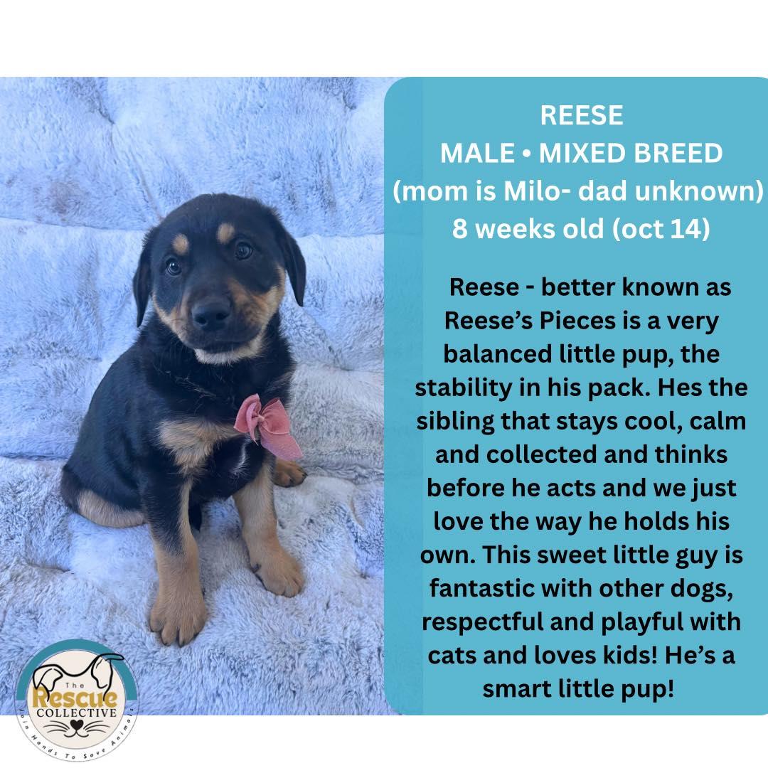 Reese