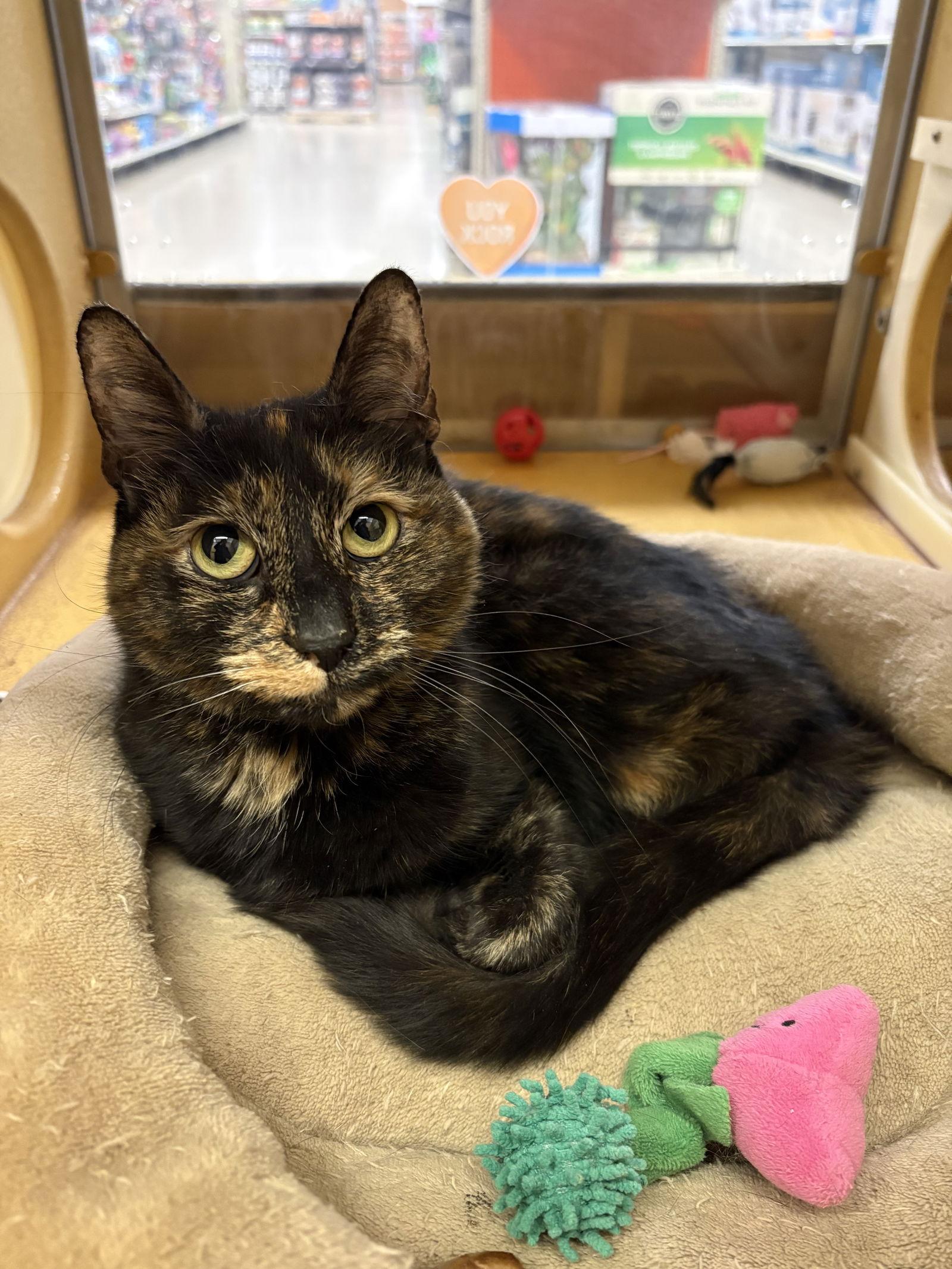 Enlarge Azula, a Adopted mixed breed in Yardley, PA image 1/3