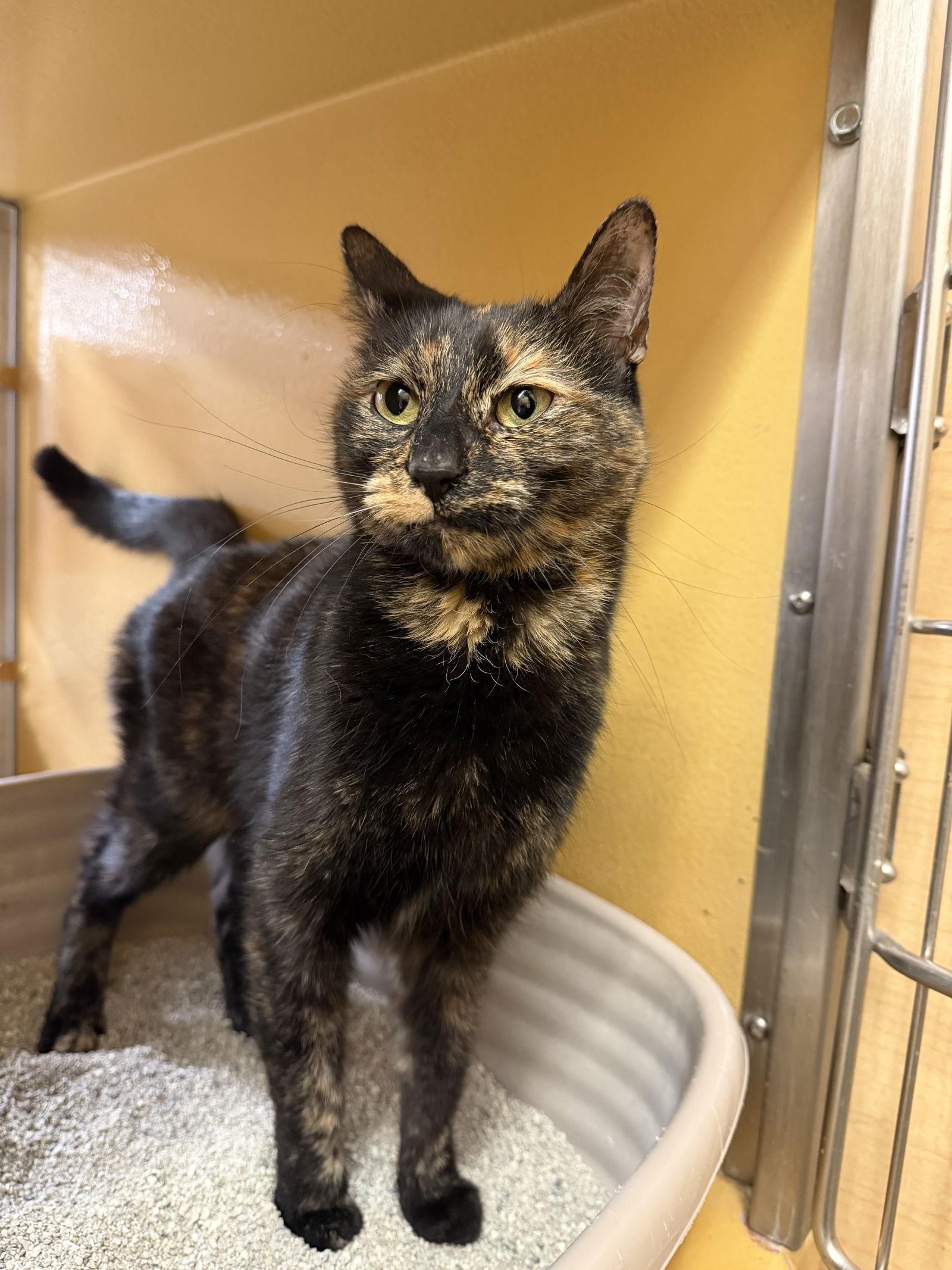 Enlarge Azula, a Adopted mixed breed in Yardley, PA image 2/3