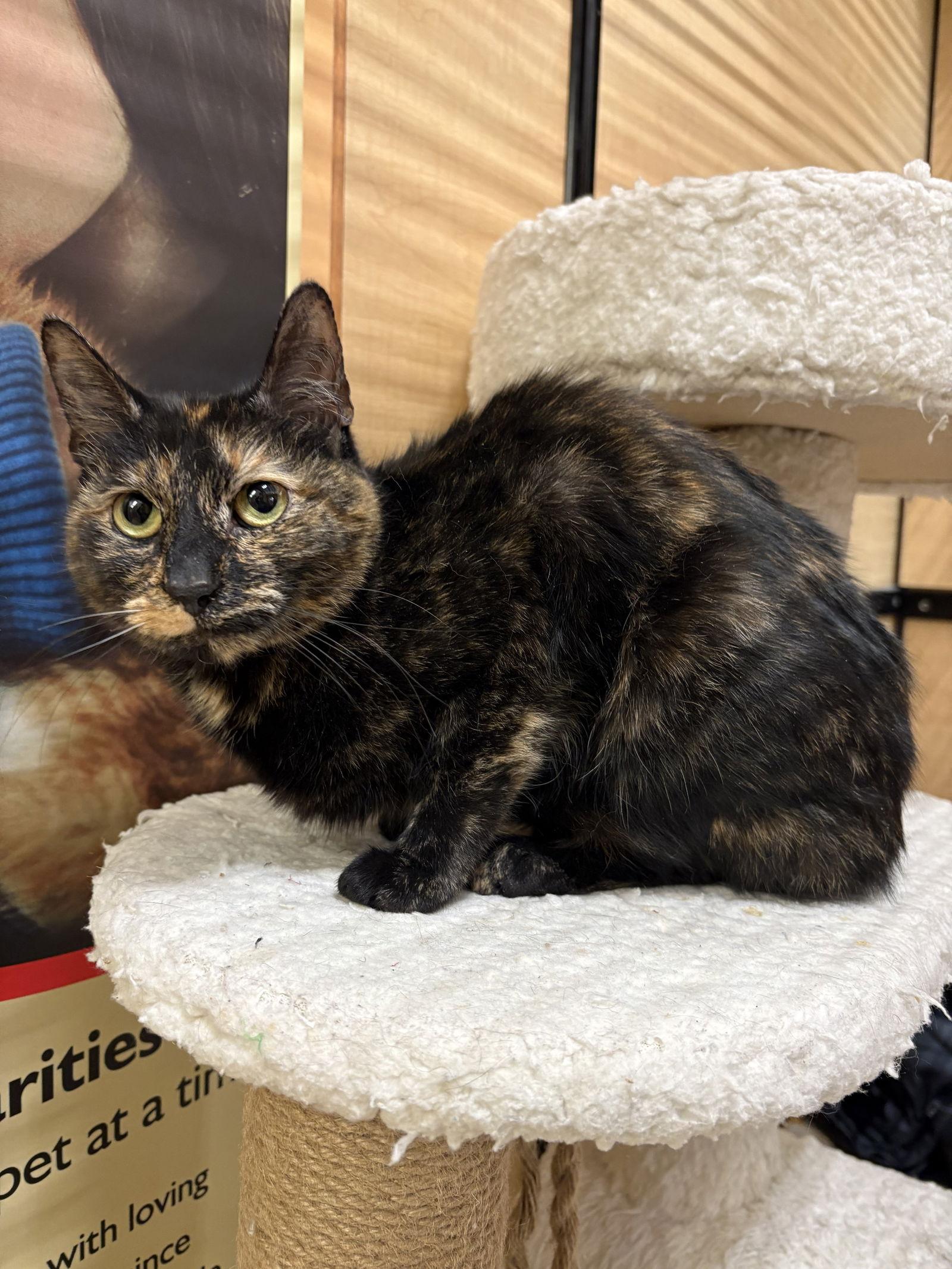 Enlarge Azula, a Adopted mixed breed in Yardley, PA image 3/3