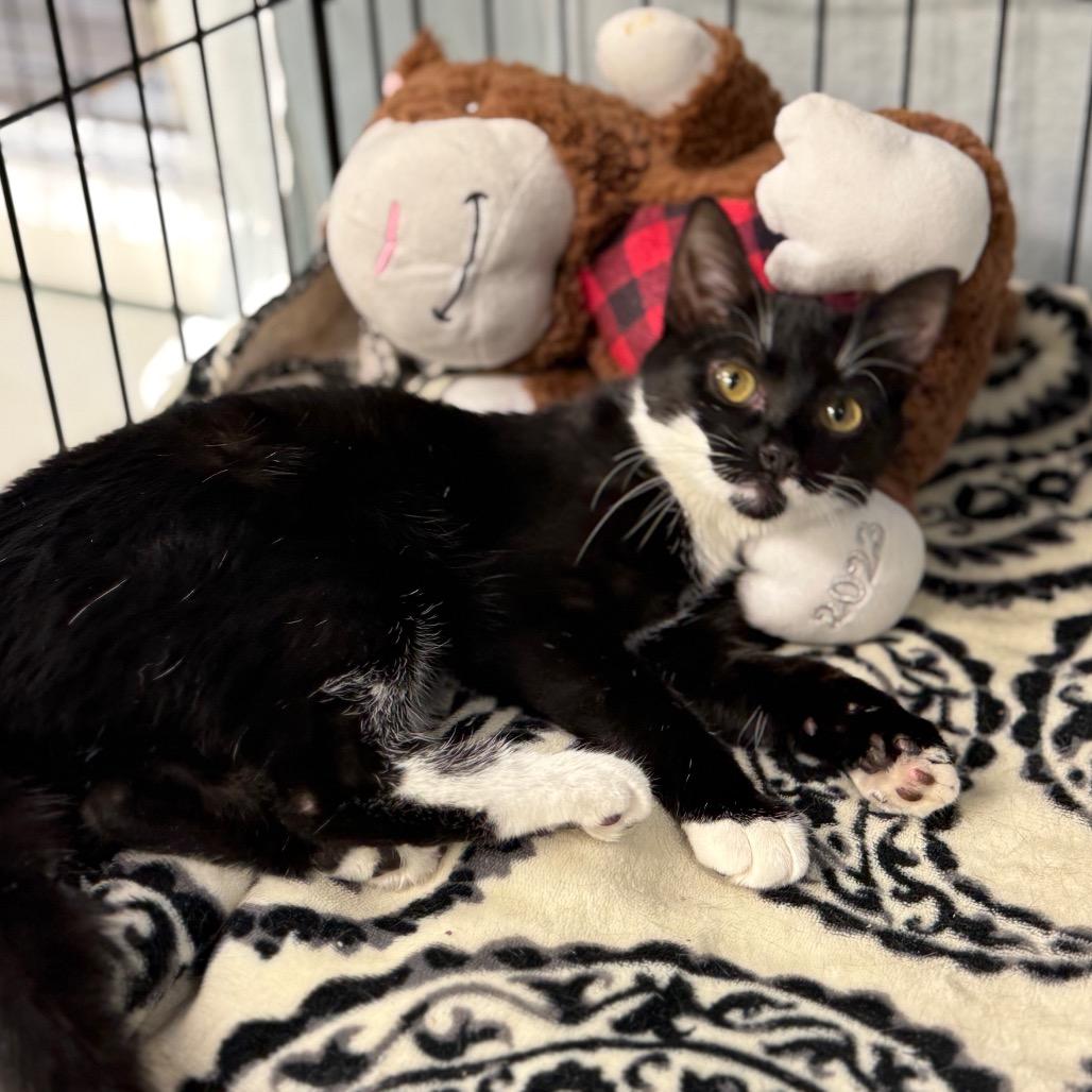 Enlarge Chiquita, a Adoptable Domestic Short Hair in Cumming, GA image 1/4