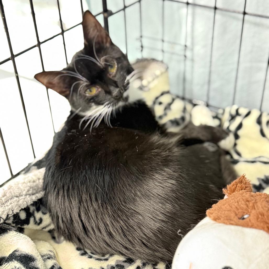 Enlarge Chiquita, a Adoptable Domestic Short Hair in Cumming, GA image 2/4