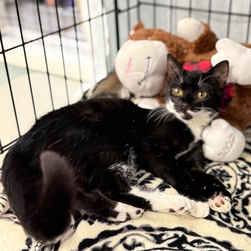 Enlarge Chiquita, a Adoptable Domestic Short Hair in Cumming, GA image 4/4