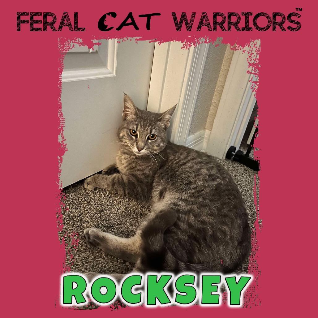 Enlarge Rocksey, a Adoptable Domestic Short Hair in Kingman, AZ image 1/1