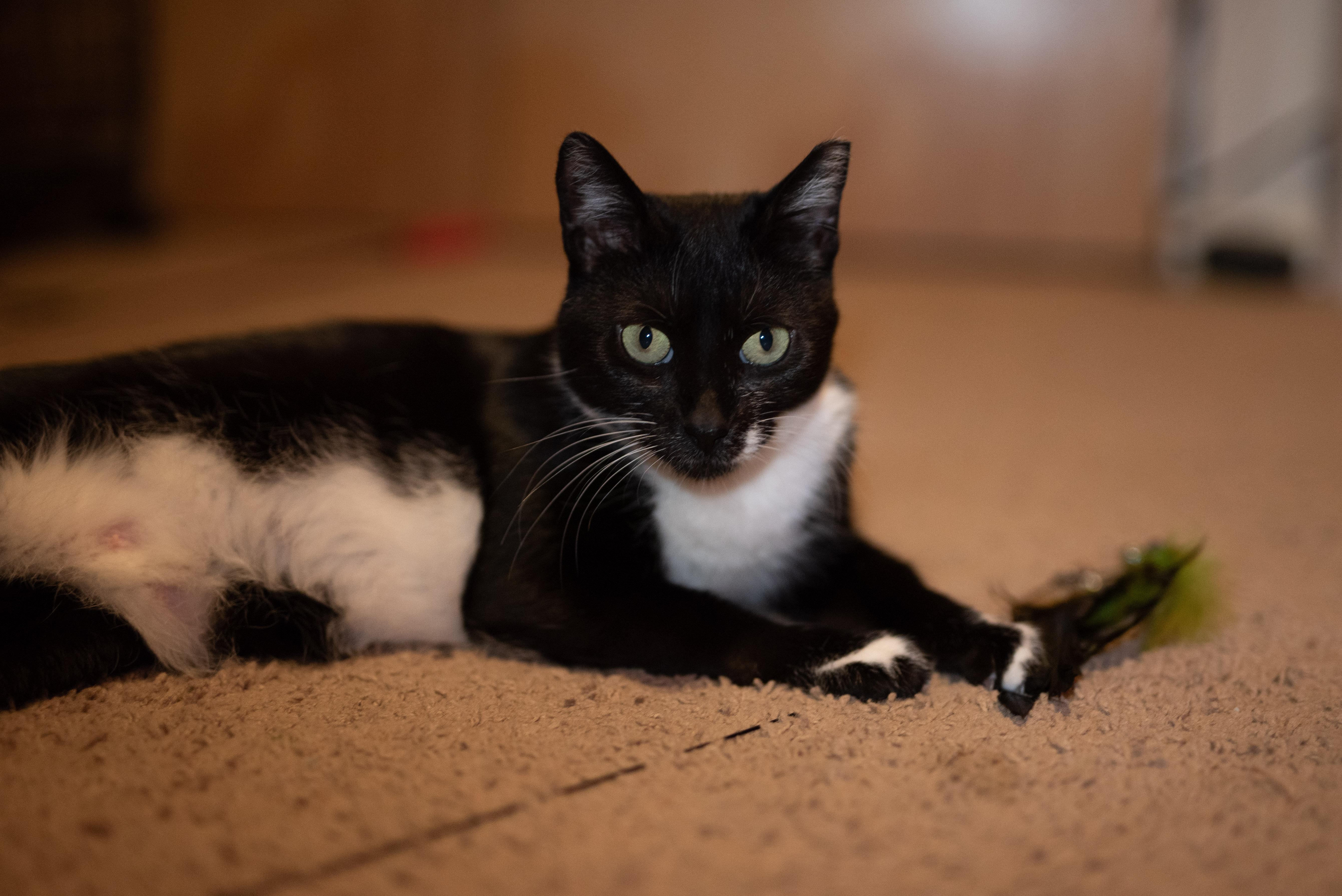 Enlarge Madrina, a Adoptable American Shorthair in Seattle, WA image 1/5