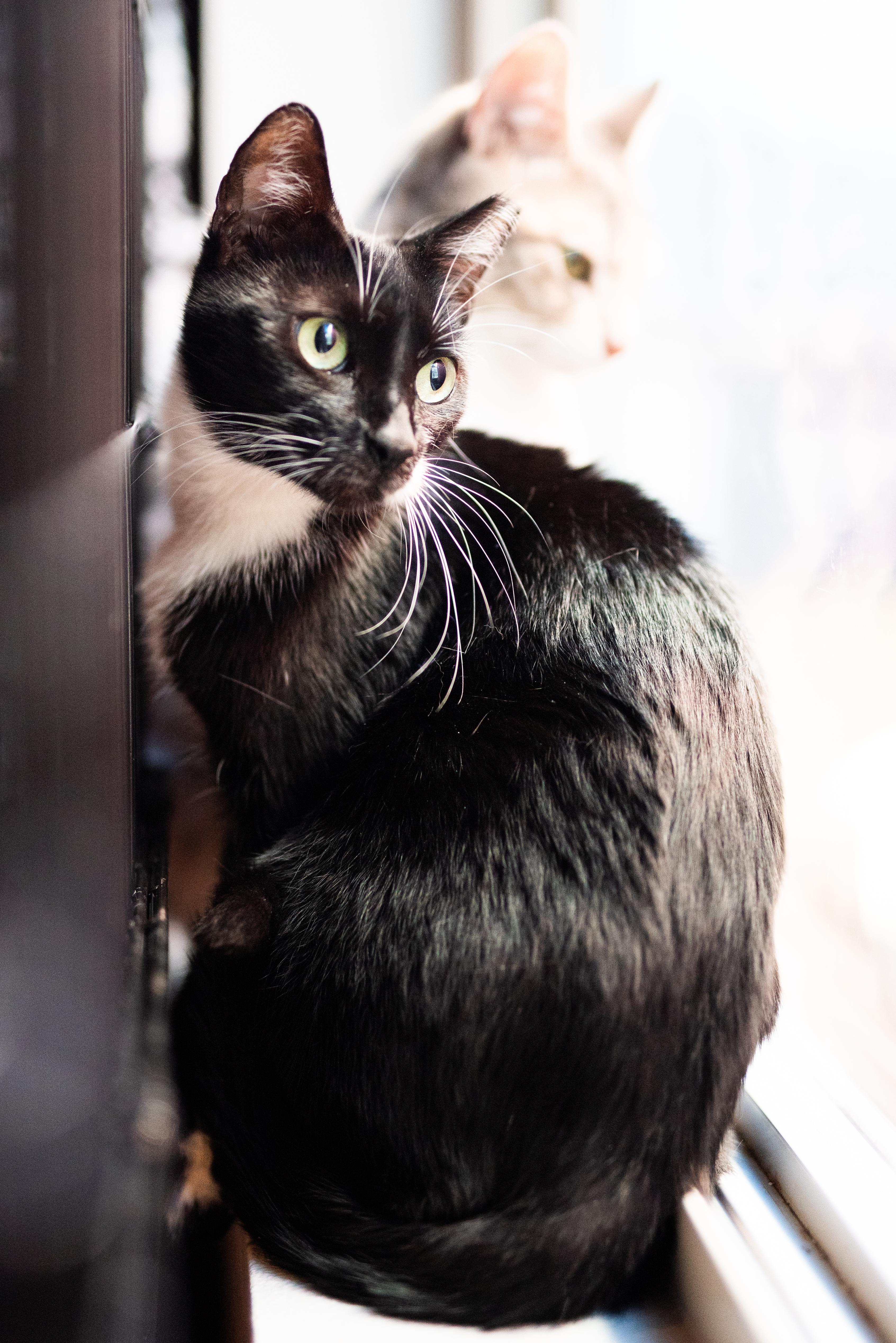 Enlarge Madrina, a Adoptable American Shorthair in Seattle, WA image 3/5