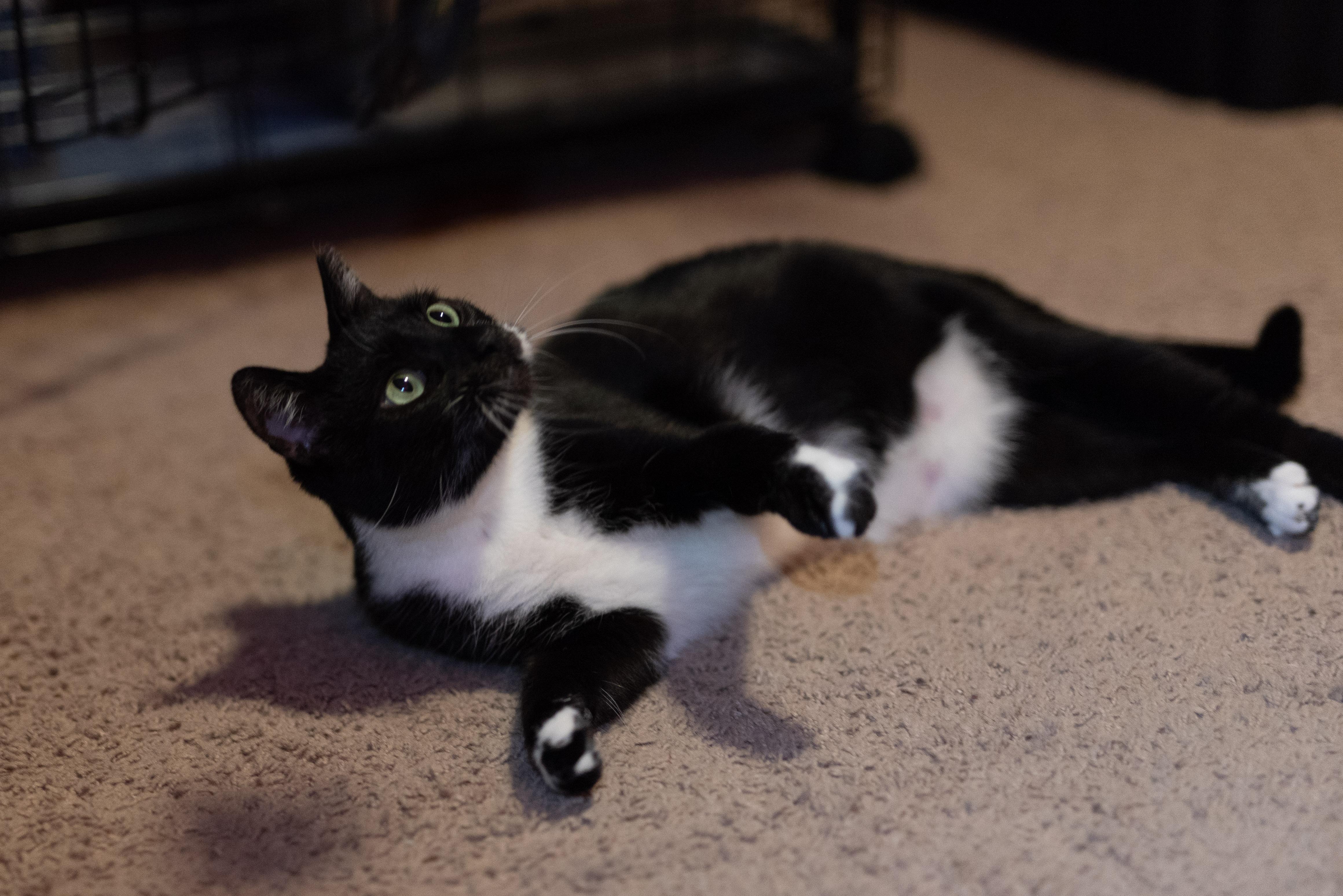 Enlarge Madrina, a Adoptable American Shorthair in Seattle, WA image 5/5
