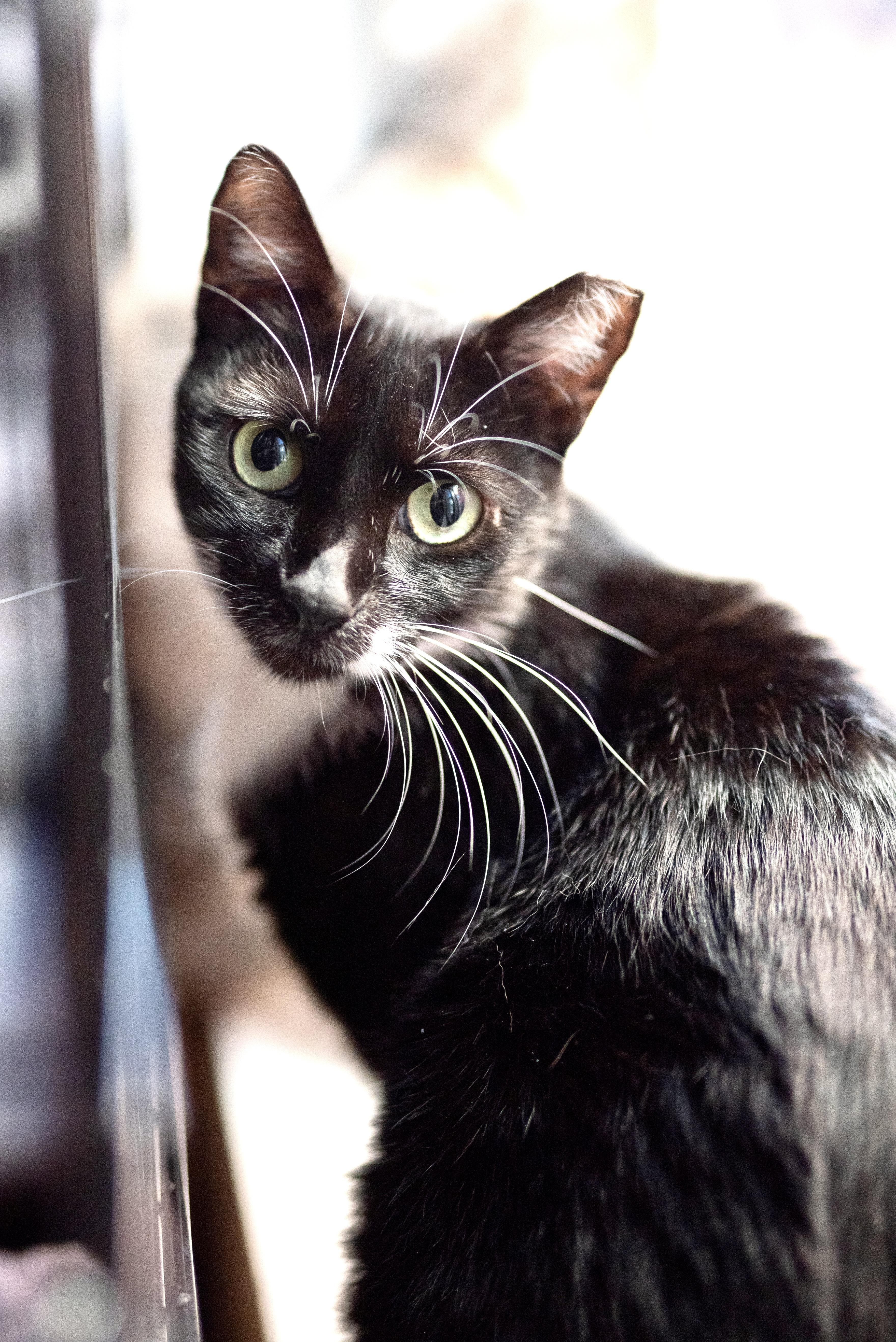 Enlarge Madrina, a Adoptable American Shorthair in Seattle, WA image 2/5