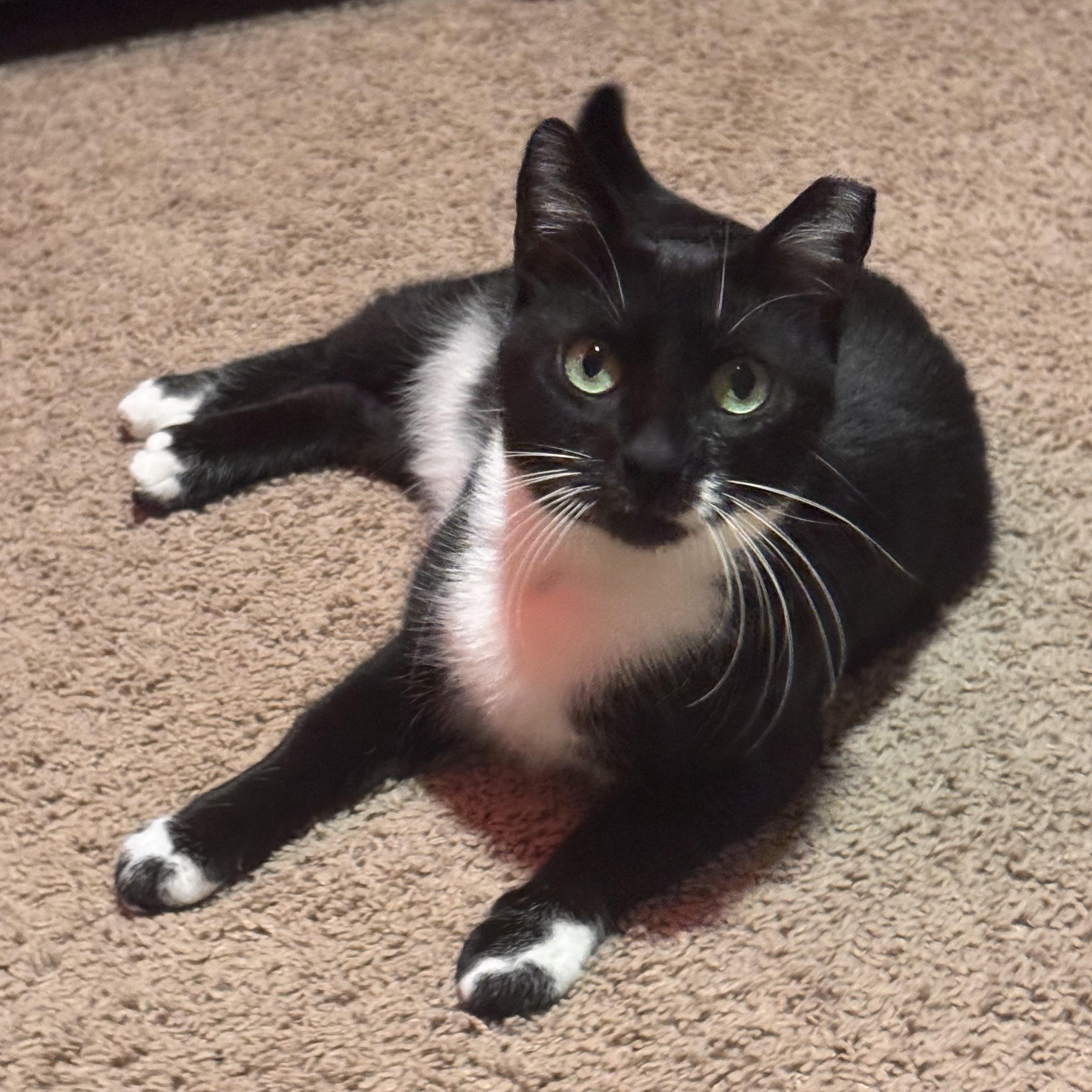Enlarge Madrina, a Adoptable American Shorthair in Seattle, WA image 4/5