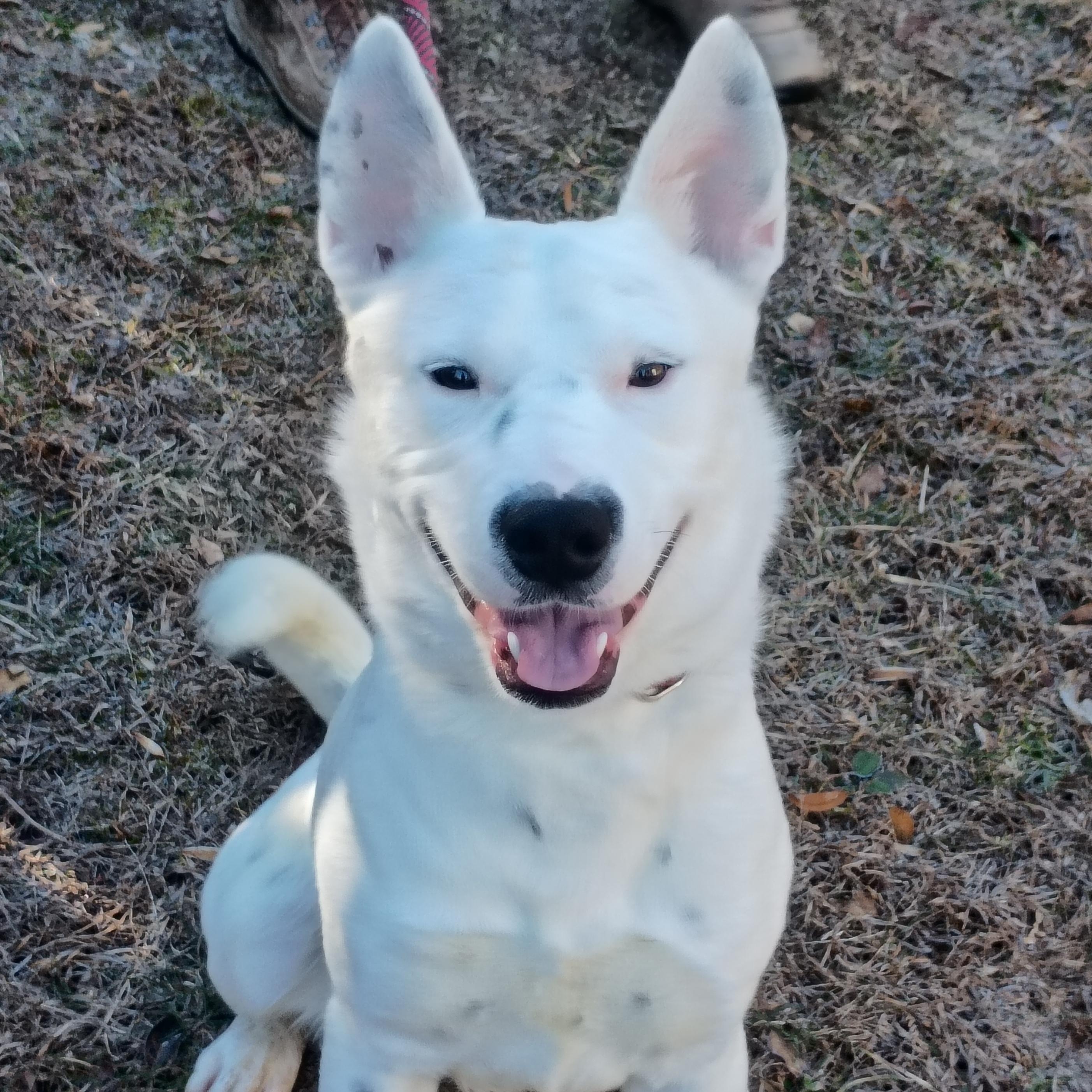 Enlarge Tyson, a ADOPTABLE mixed breed in Maynardville, TN image 1/1