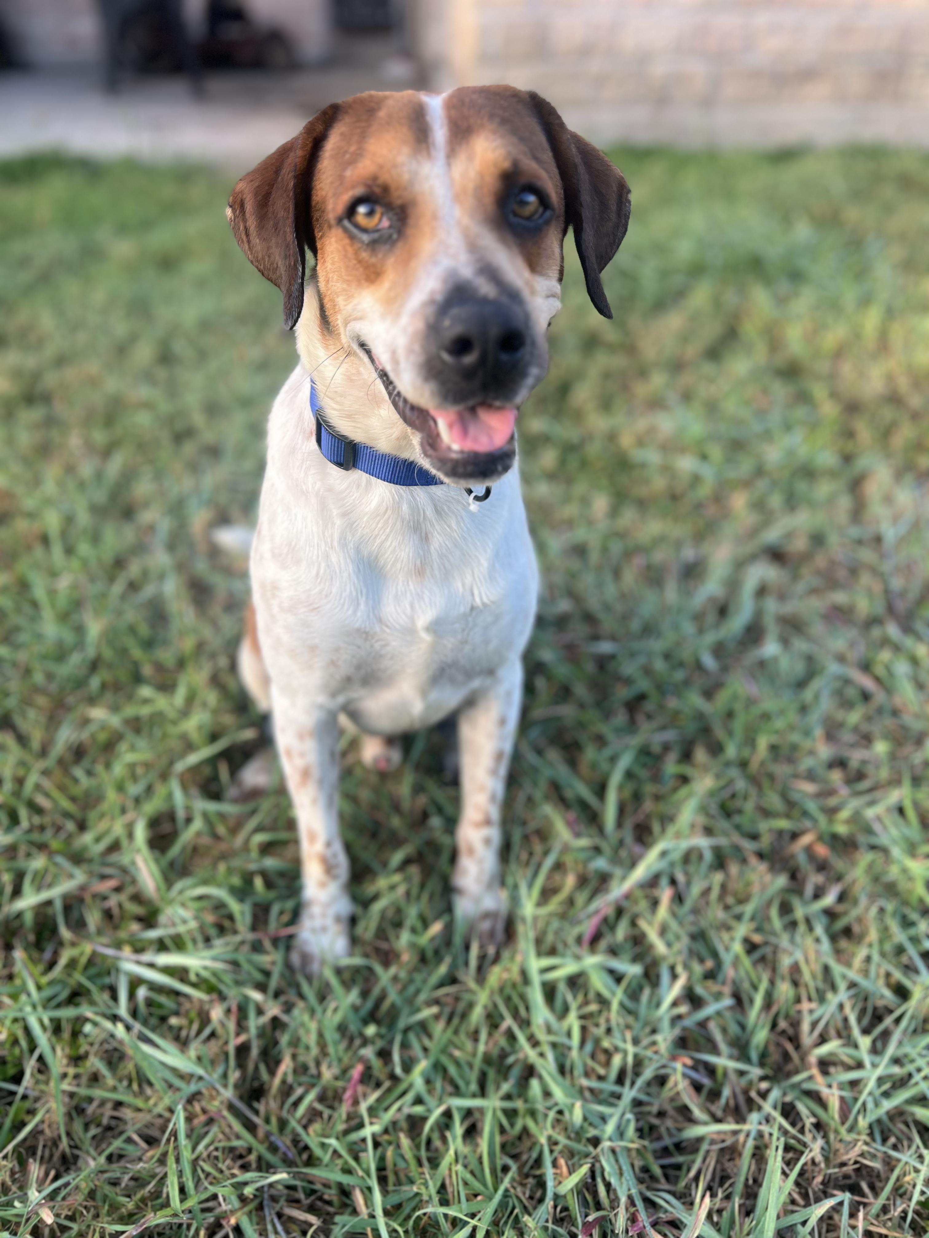 Rocky, Adoptable, Young Male Redbone Coonhound.