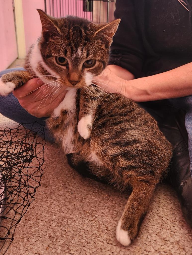 Enlarge Madelyn, a Adopted mixed breed in Brainardsville, NY image 1/3