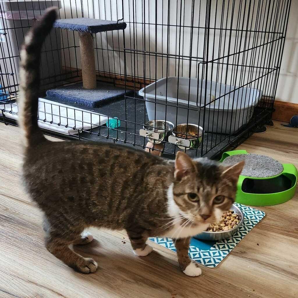 Enlarge Madelyn, a Adopted mixed breed in Brainardsville, NY image 2/3