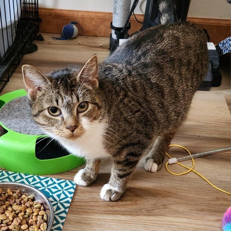 Enlarge Madelyn, a Adopted mixed breed in Brainardsville, NY image 3/3