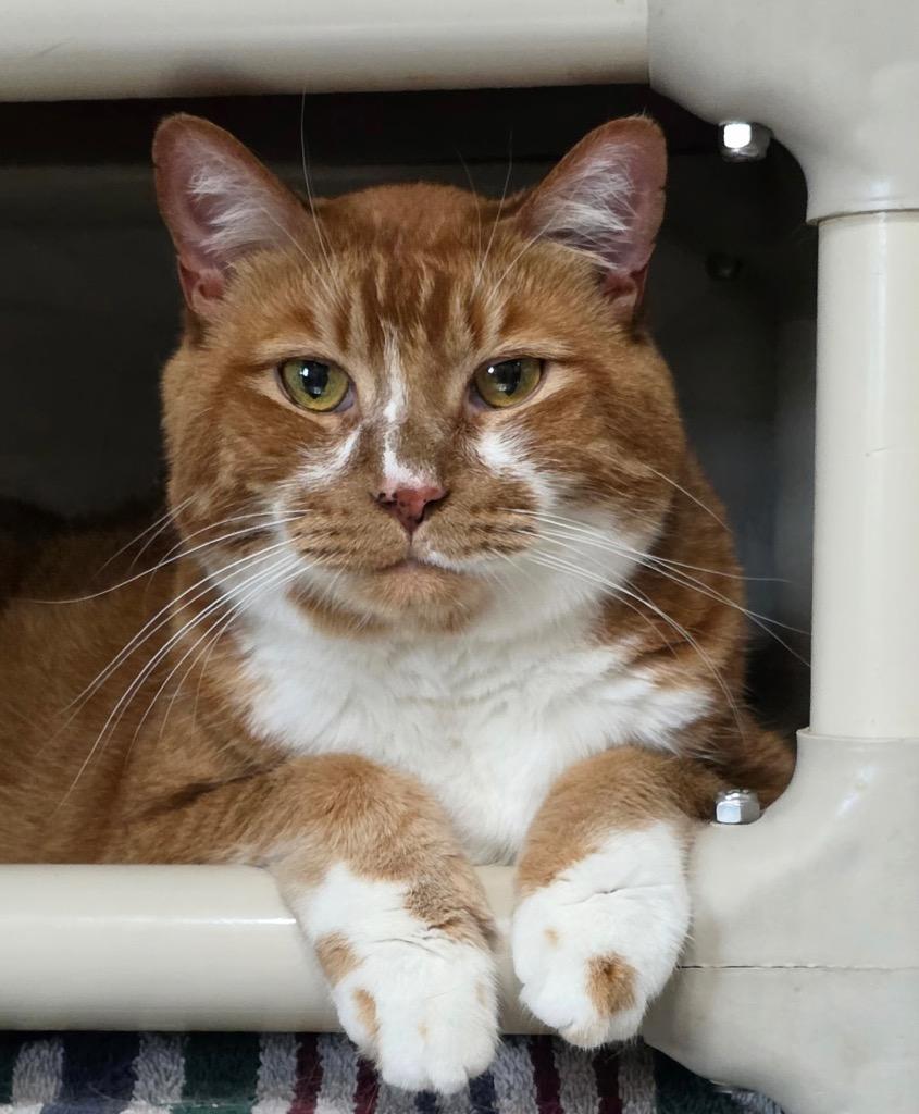 Soloman, Adoptable, Senior Male Domestic Short Hair.