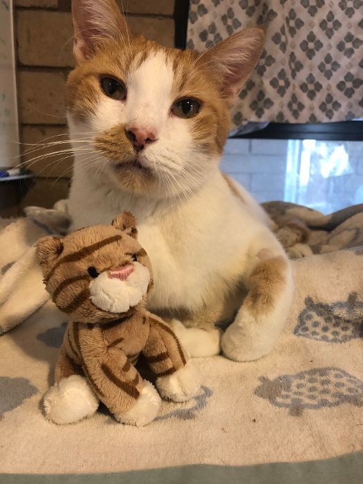 Enlarge Nugget, a Adoptable Domestic Short Hair in Phoenix, AZ image 8/10