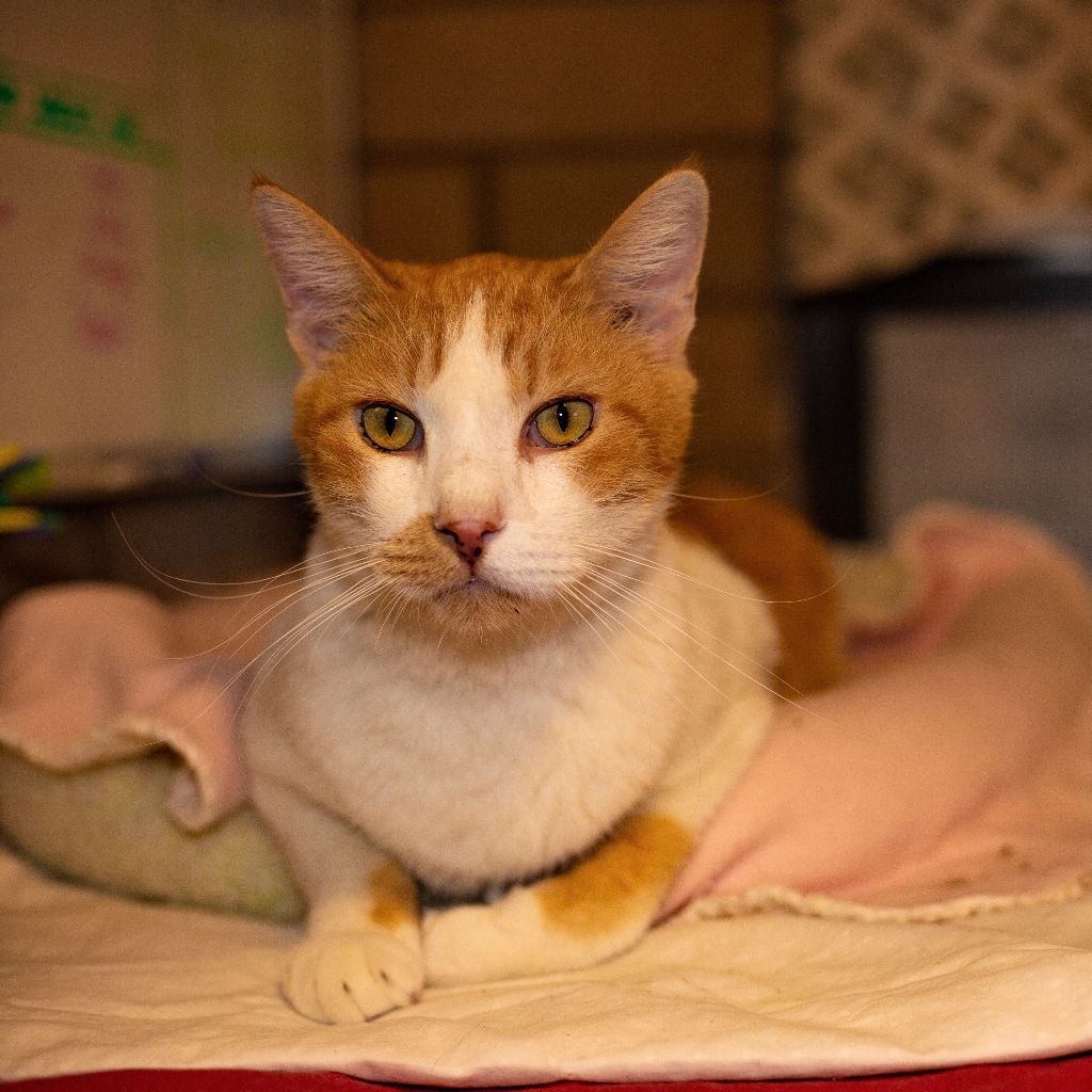 Enlarge Nugget, a Adoptable Domestic Short Hair in Phoenix, AZ image 7/10