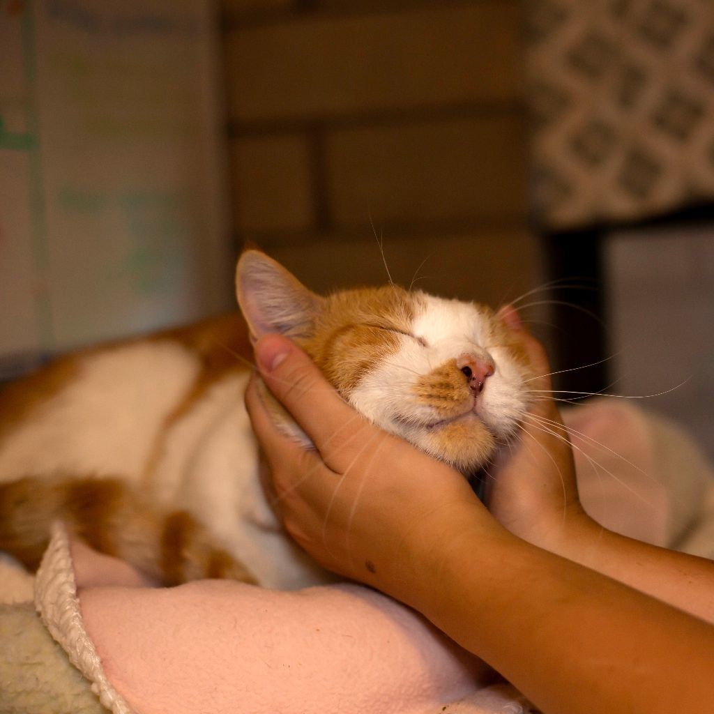 Enlarge Nugget, a Adoptable Domestic Short Hair in Phoenix, AZ image 9/10