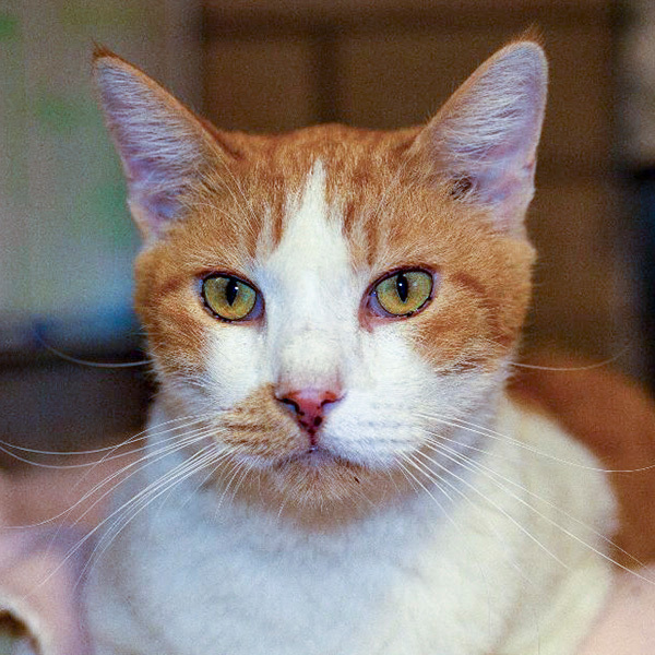 Nugget, Adoptable, Adult Male Domestic Short Hair.