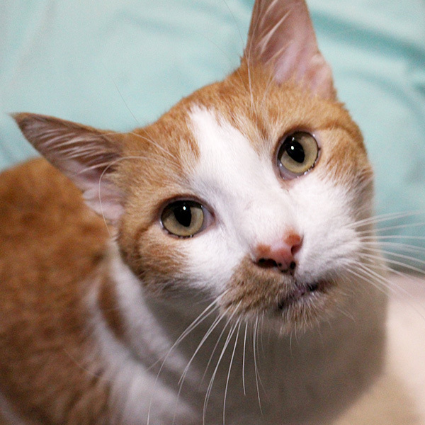 Enlarge Nugget, a Adoptable Domestic Short Hair in Phoenix, AZ image 10/10