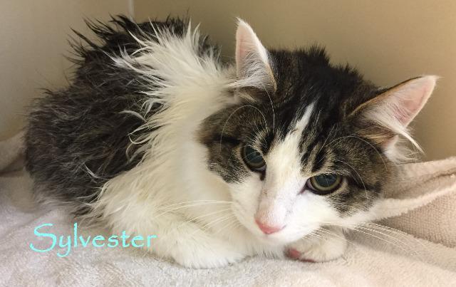 Chewy, Adoptable, Senior Male Domestic Medium Hair.