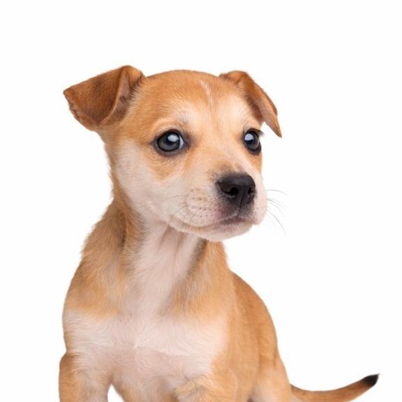 Enlarge Monkey, a Adoptable Mixed Breed in Boone, IA image 1/6
