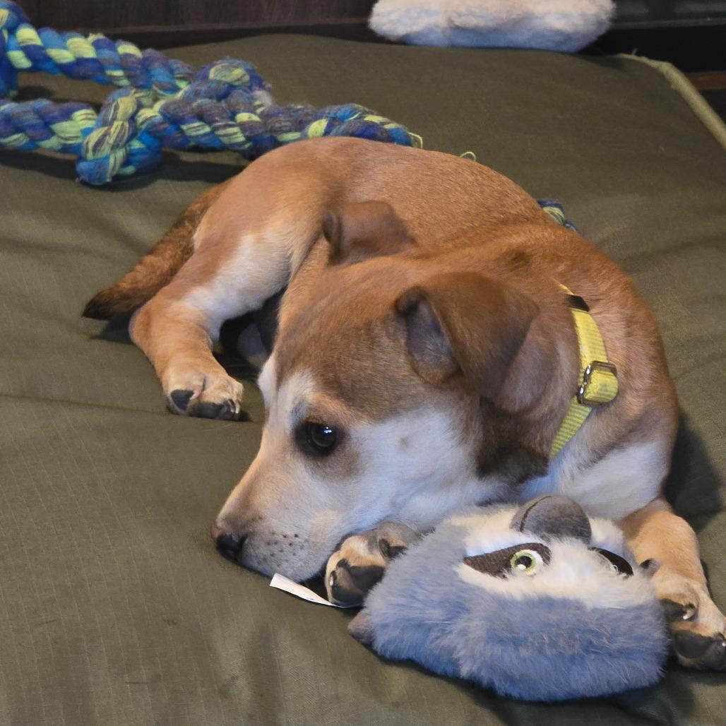Enlarge Monkey, a Adoptable Mixed Breed in Boone, IA image 2/6