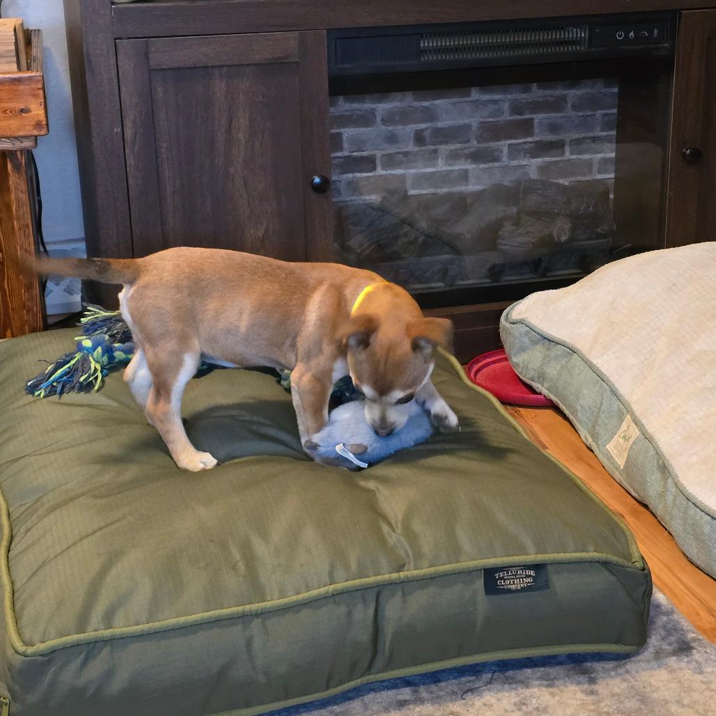 Enlarge Monkey, a Adoptable Mixed Breed in Boone, IA image 3/6