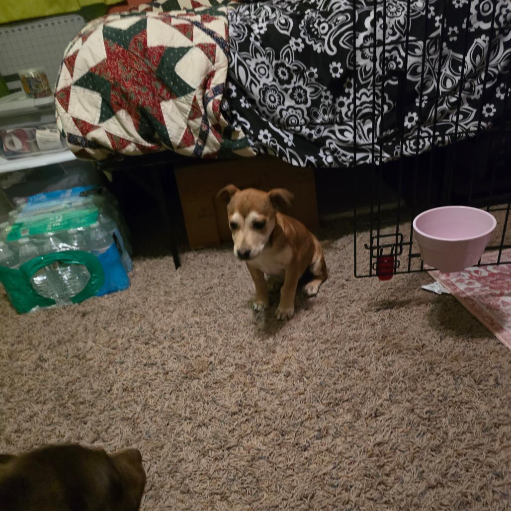 Enlarge Monkey, a Adoptable Mixed Breed in Boone, IA image 4/6
