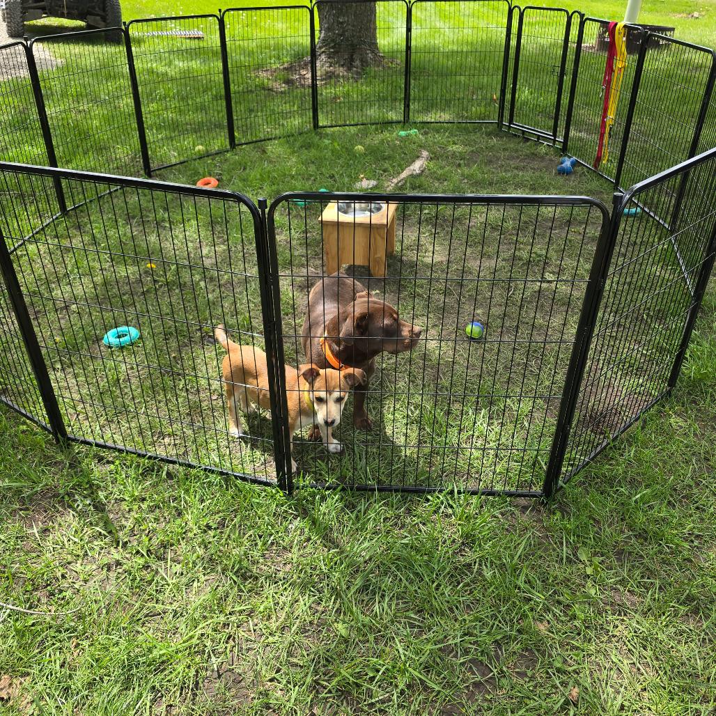 Enlarge Monkey, a Adoptable Mixed Breed in Boone, IA image 6/6