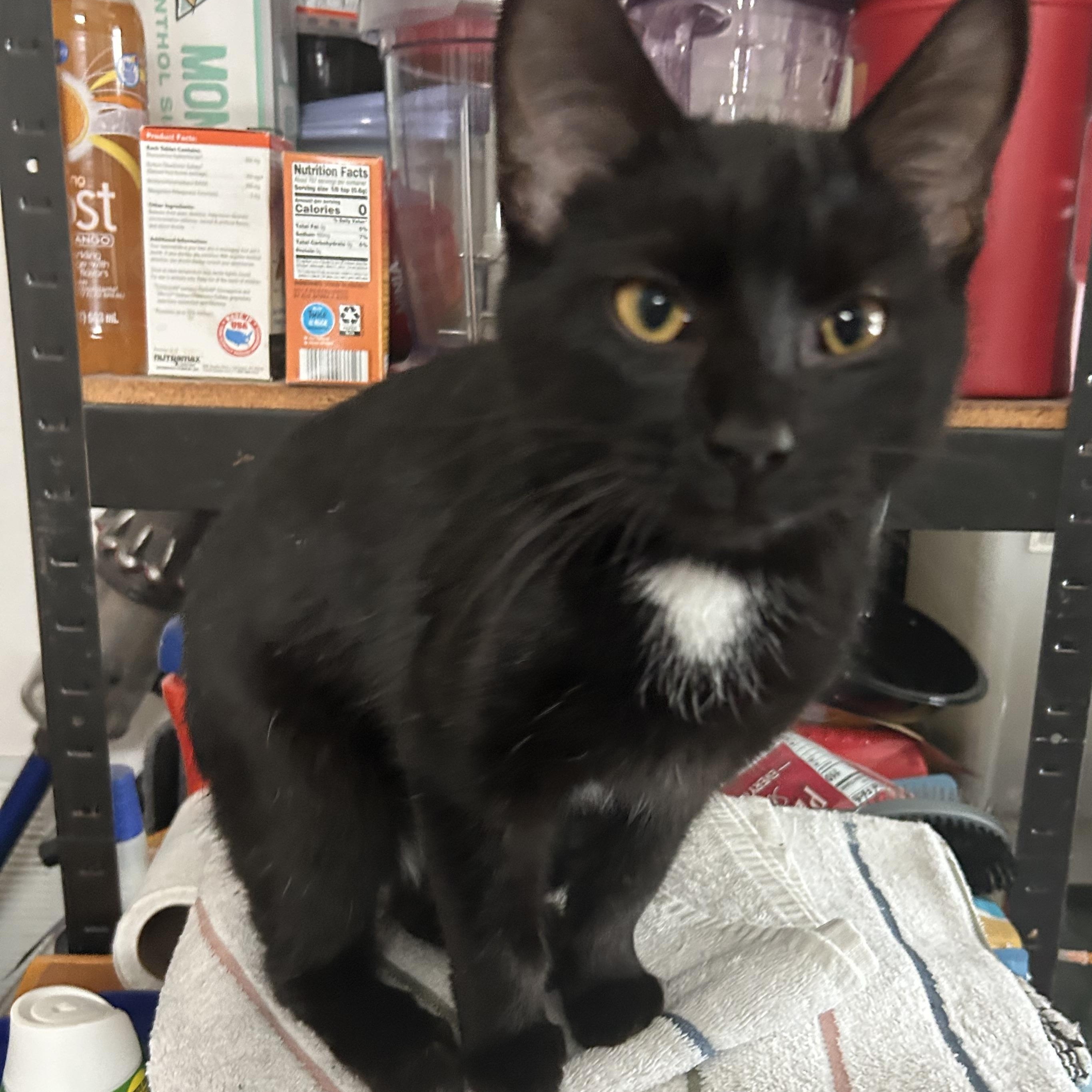 Pancake , ADOPTABLE, Young Female Domestic Short Hair.