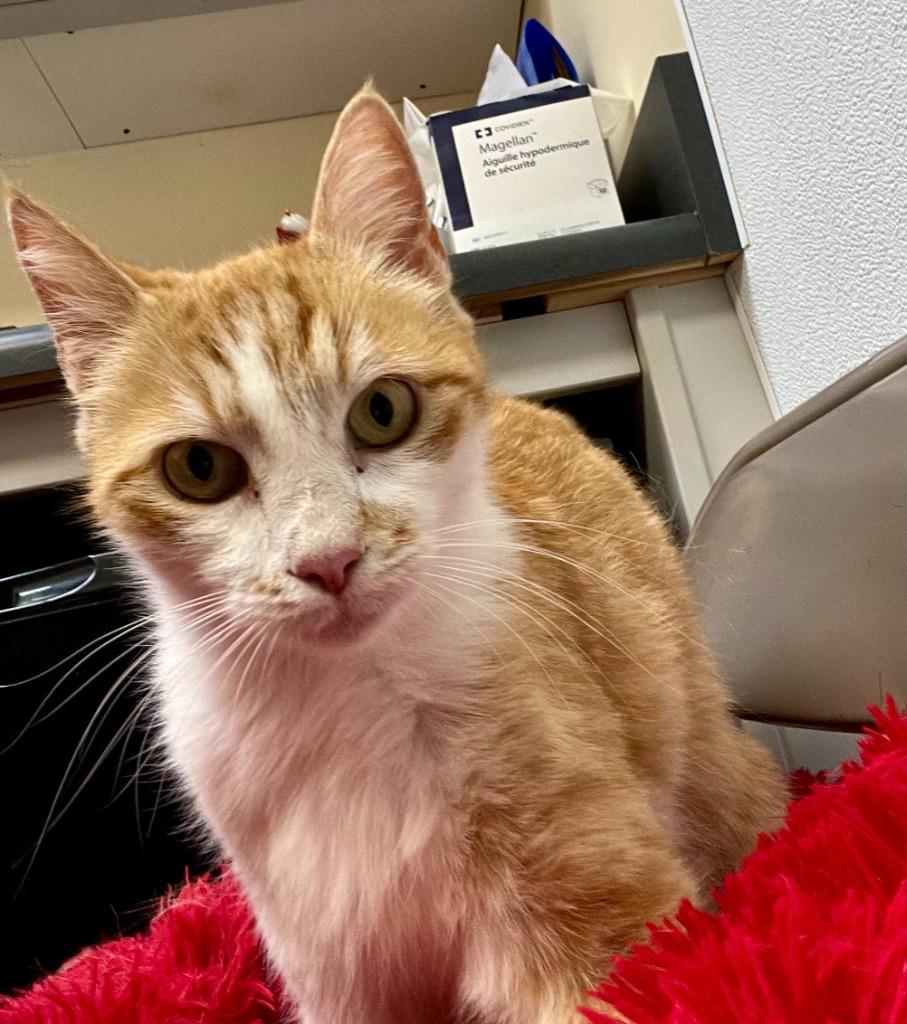 Zella, Adoptable, Young Female Domestic Short Hair.