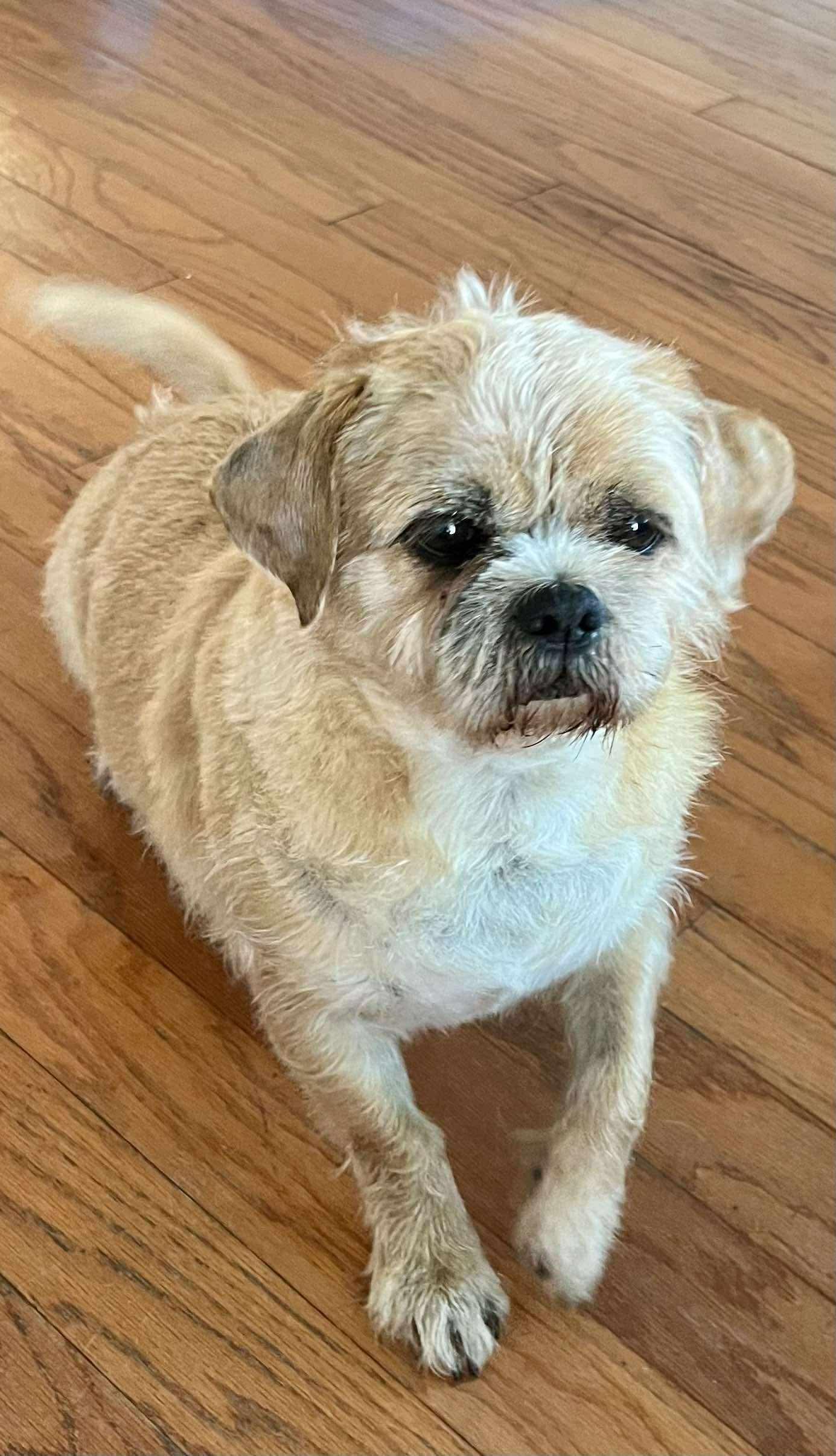 Rufus, a Adoptable mixed breed in Baker, LA image 2/5