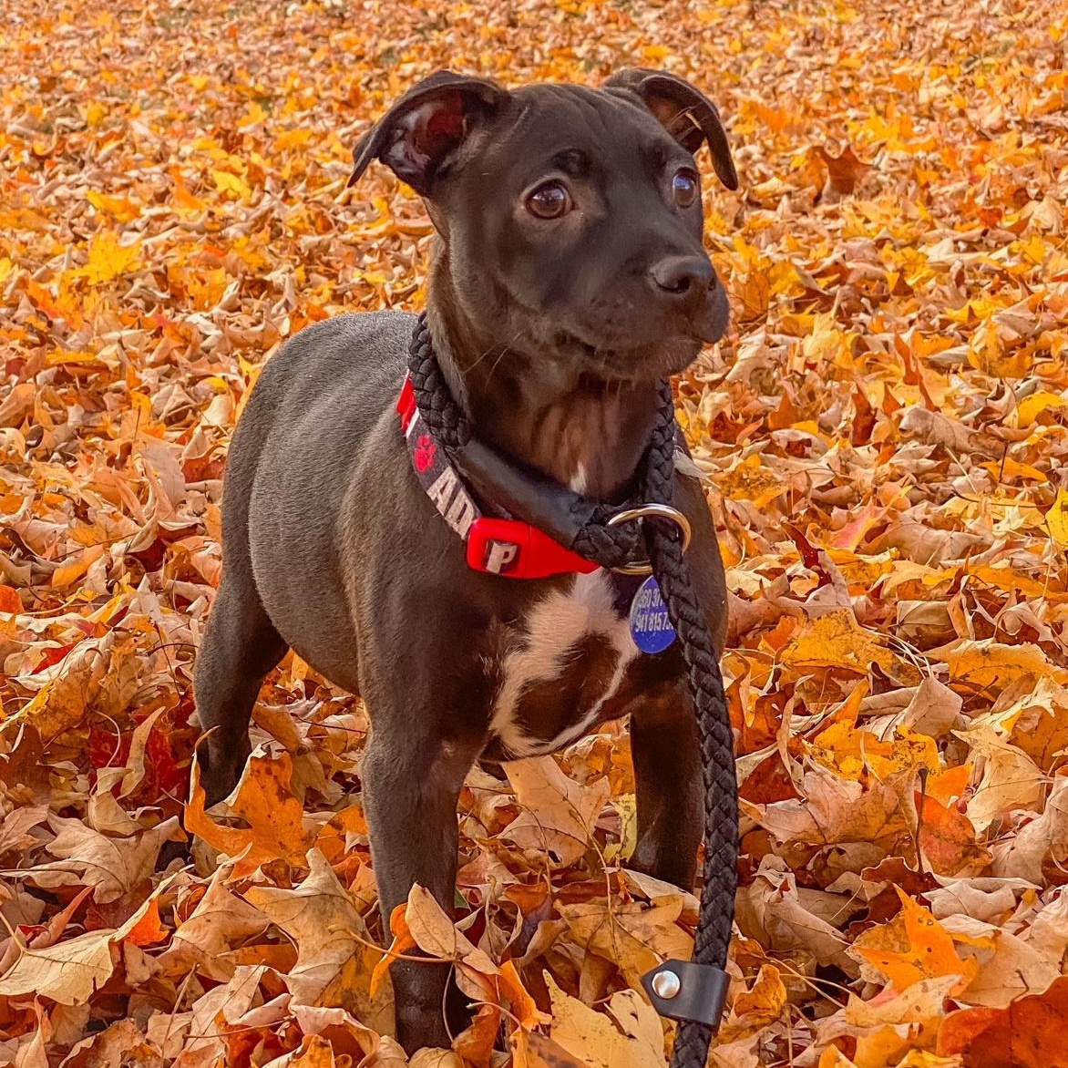 Kiwi, a Adoptable mixed breed in Roswell, GA image 3/3