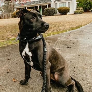 Kiwi, Adoptable, Adult Female Labrador Retriever.