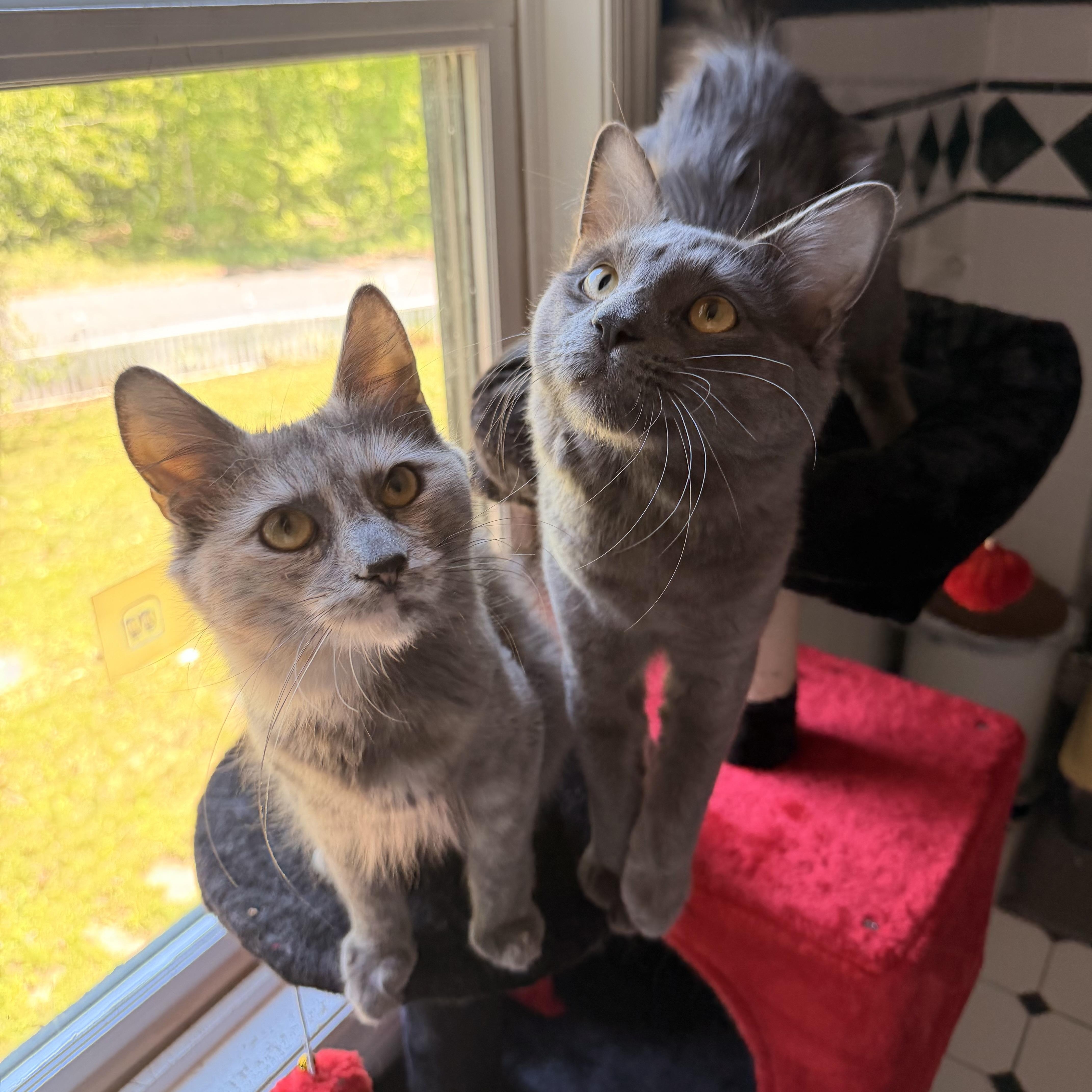 Zeus & Hera, ADOPTABLE, Young Male Domestic Medium Hair.