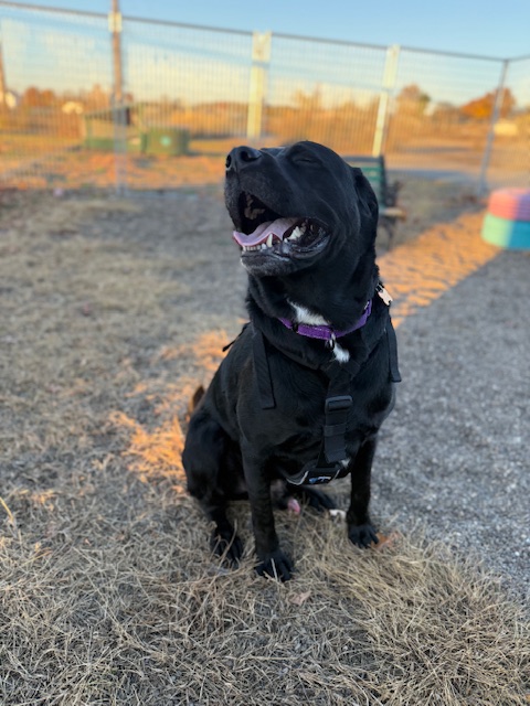 Oscar, Adopted, Young Male Rottweiler & Chihuahua.