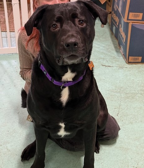 Enlarge Oscar, a Adopted mixed breed in Milton, PA image 2/3