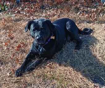 Enlarge Oscar, a Adopted mixed breed in Milton, PA image 3/3